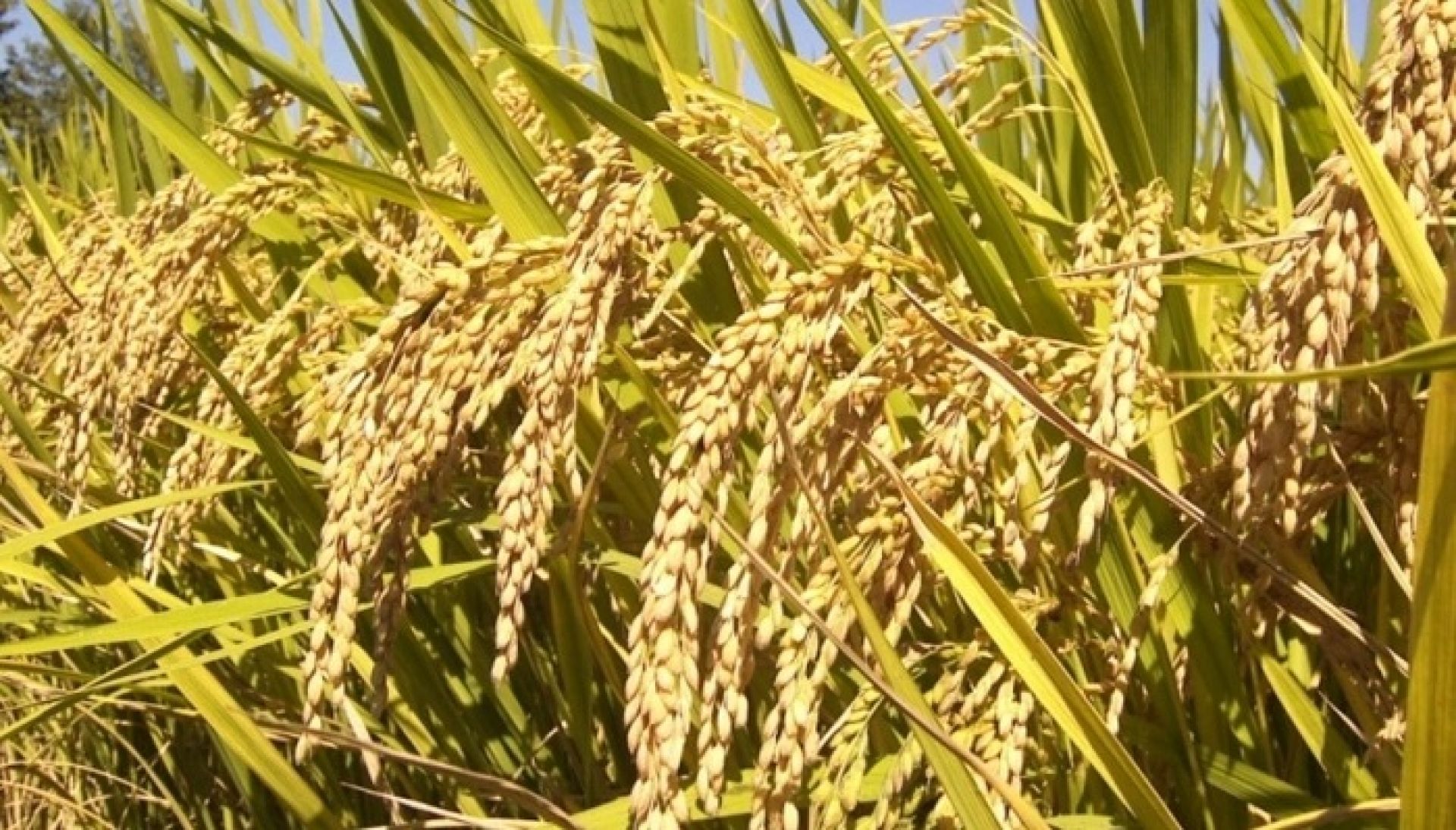 बाजुरामा १८ हजार २५८ मेट्रिक टन धान उत्पादन